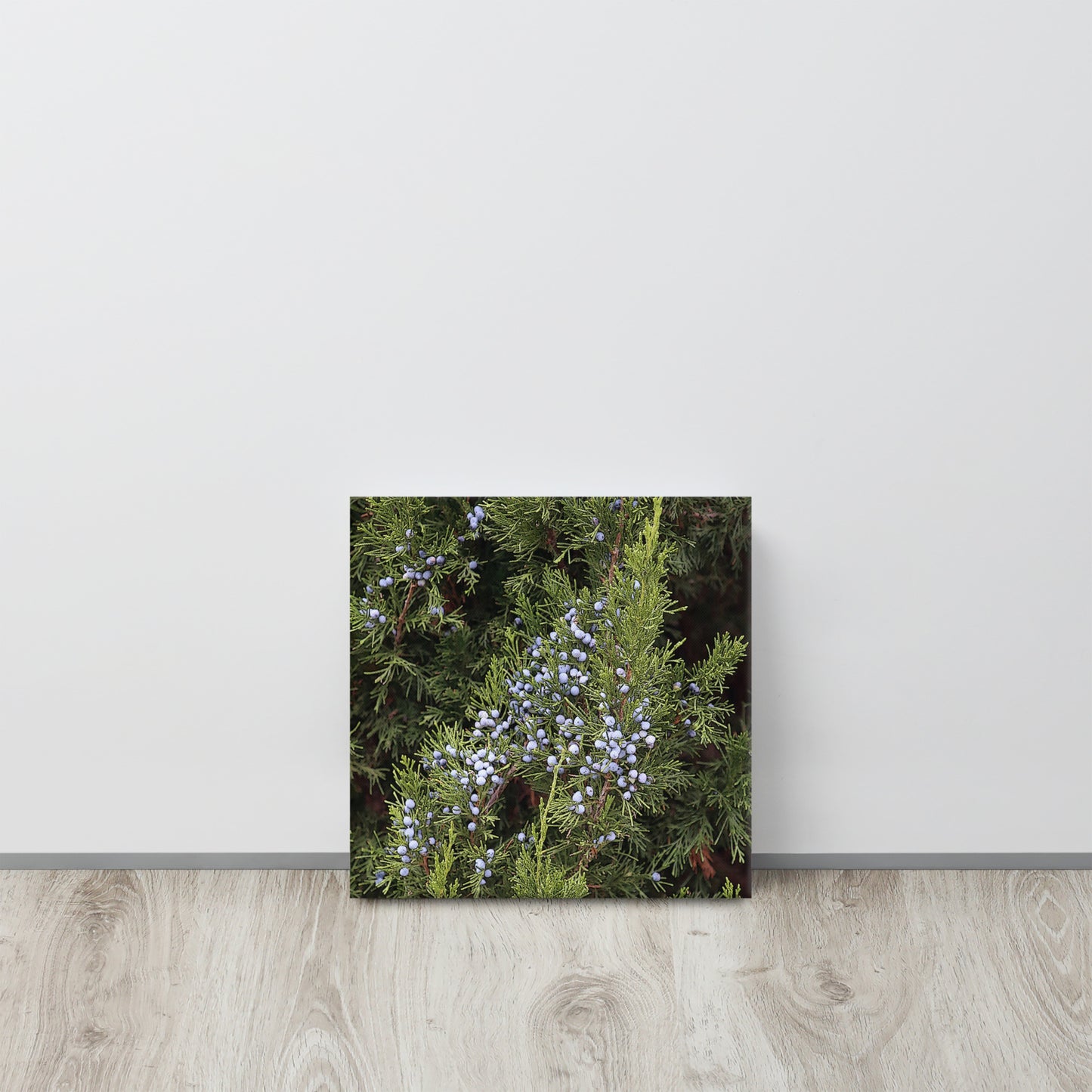 Canvas evergreen blue berries