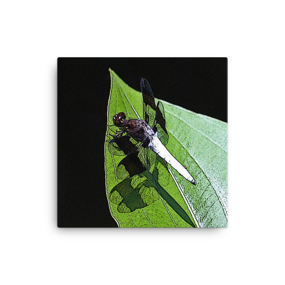 Canvas white abdomen dragonfly