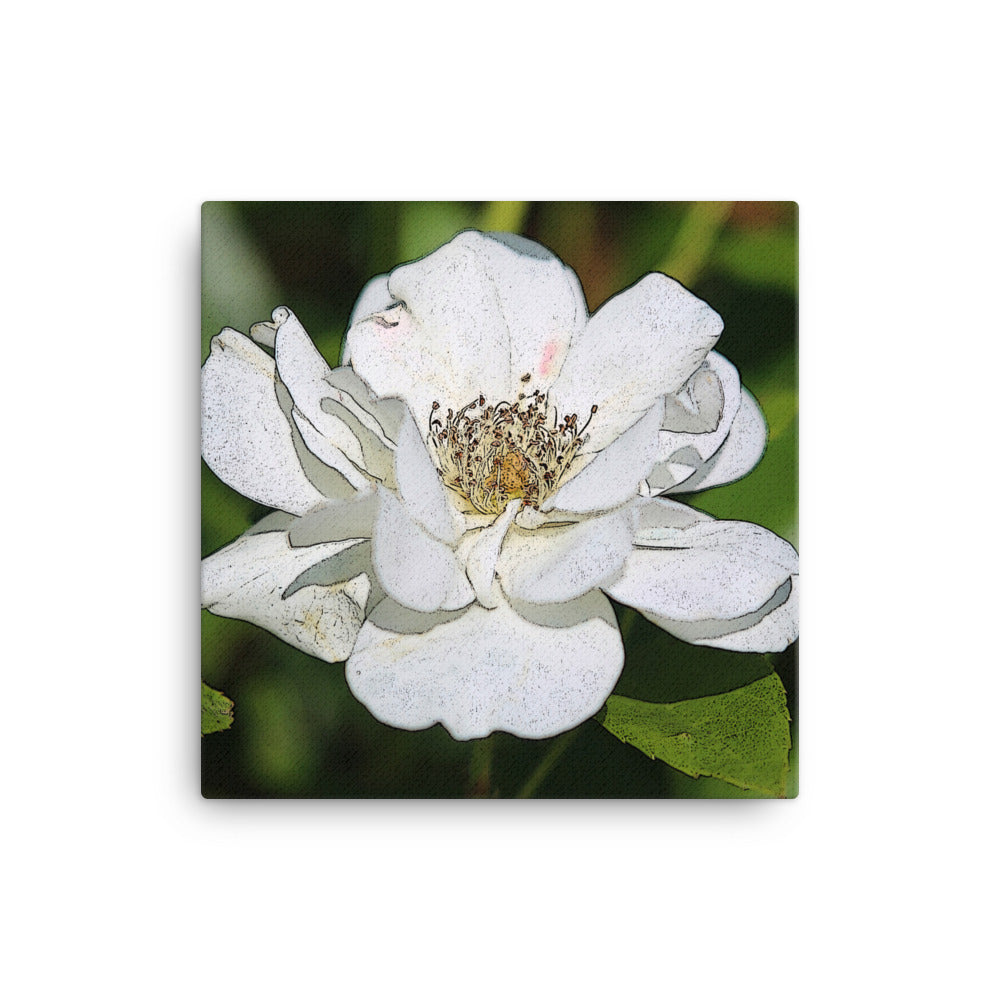 Canvas white rose 1