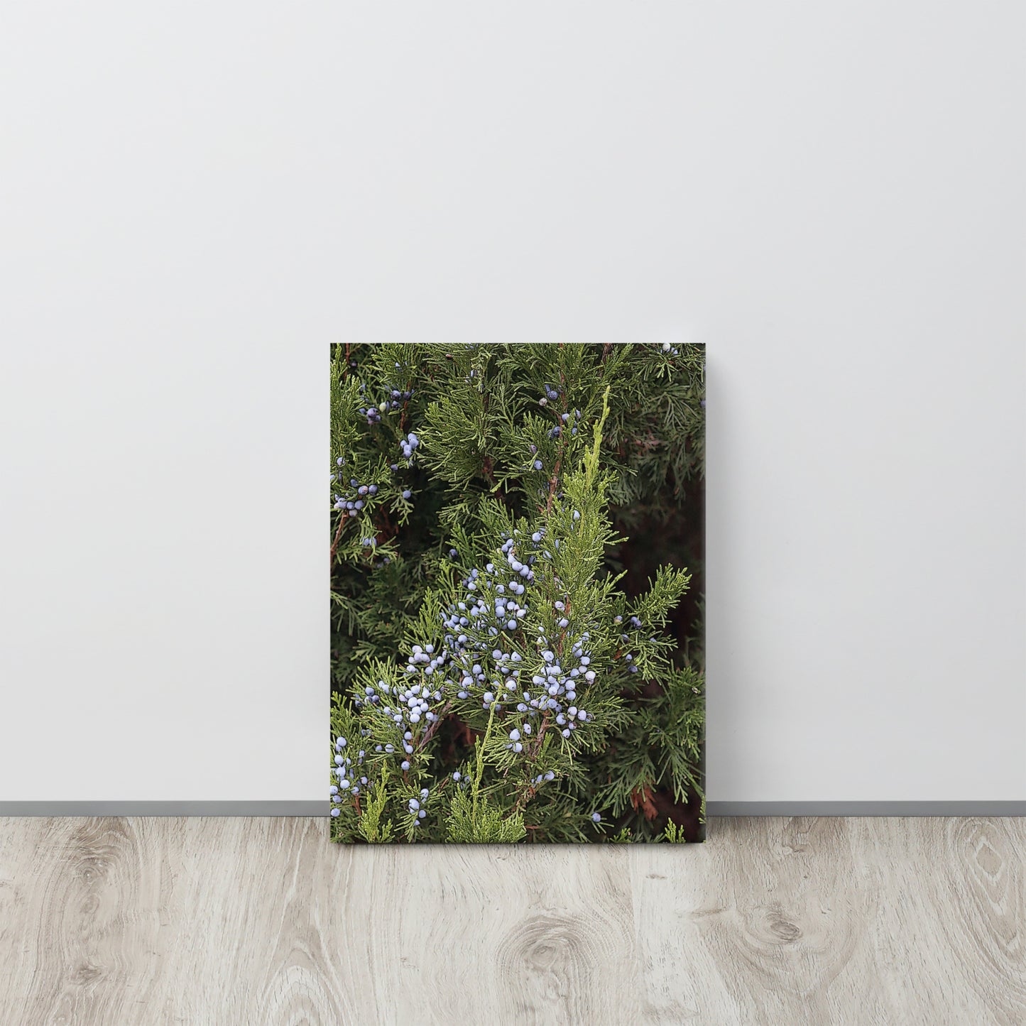 Canvas evergreen blue berries