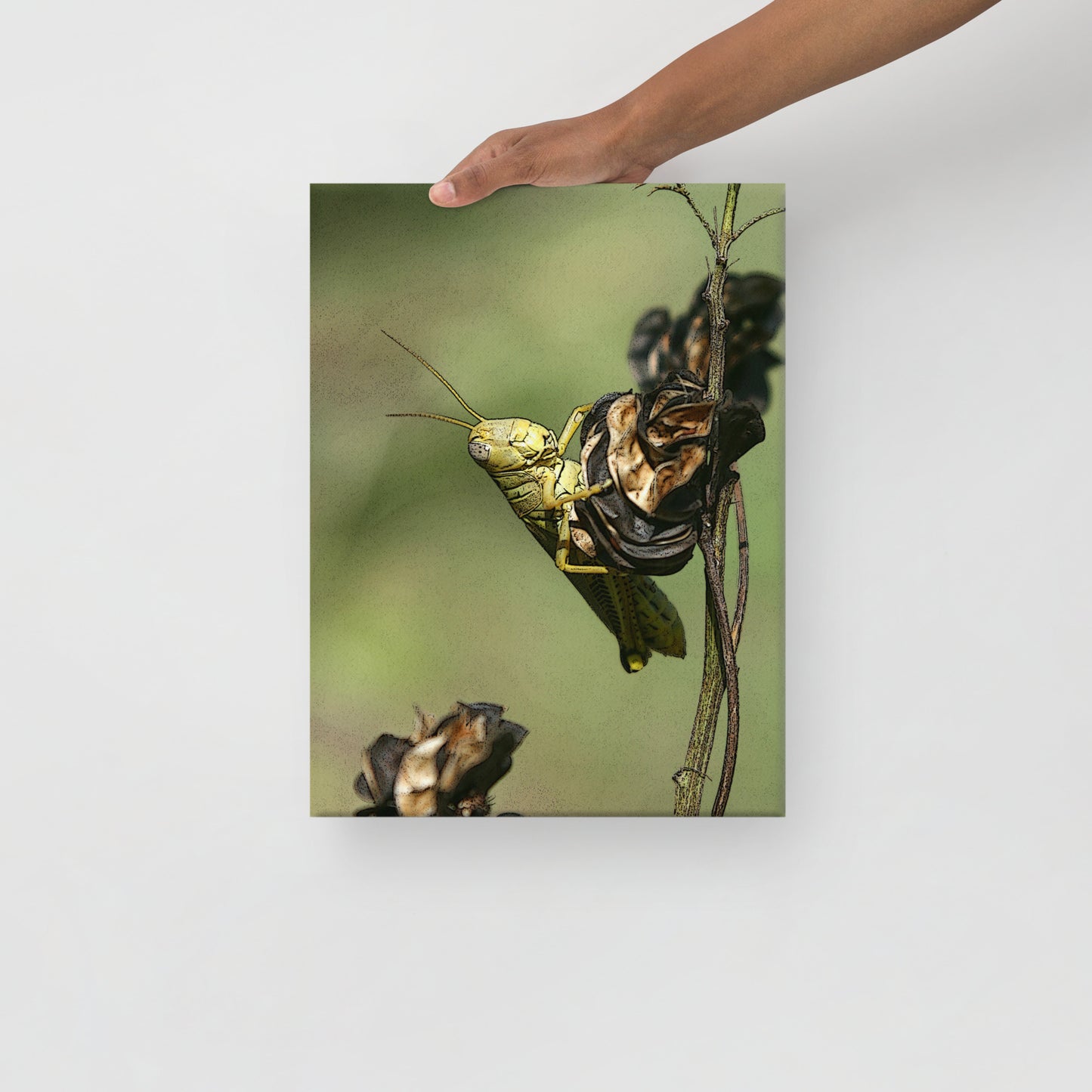 Canvas grasshopper