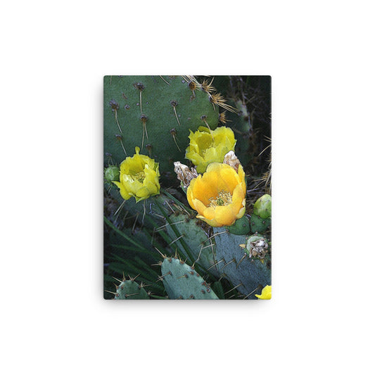 Canvas yellow cactus