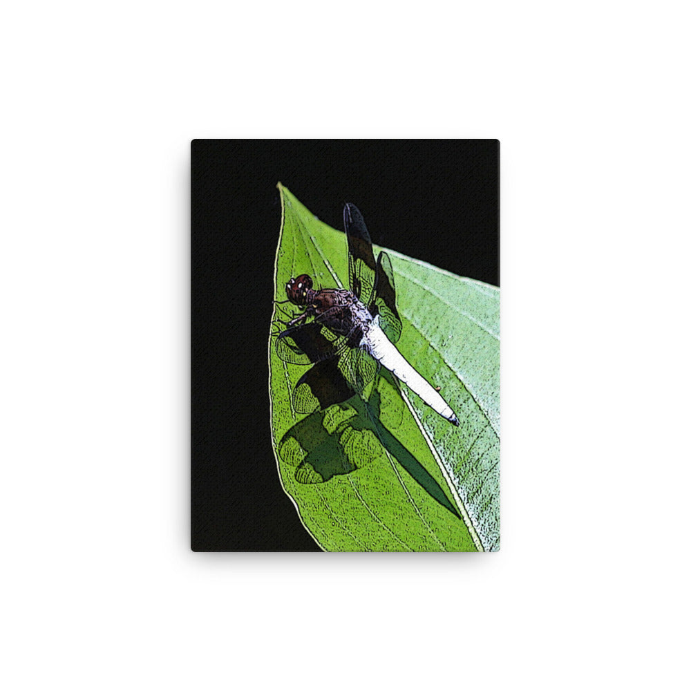 Canvas white abdomen dragonfly