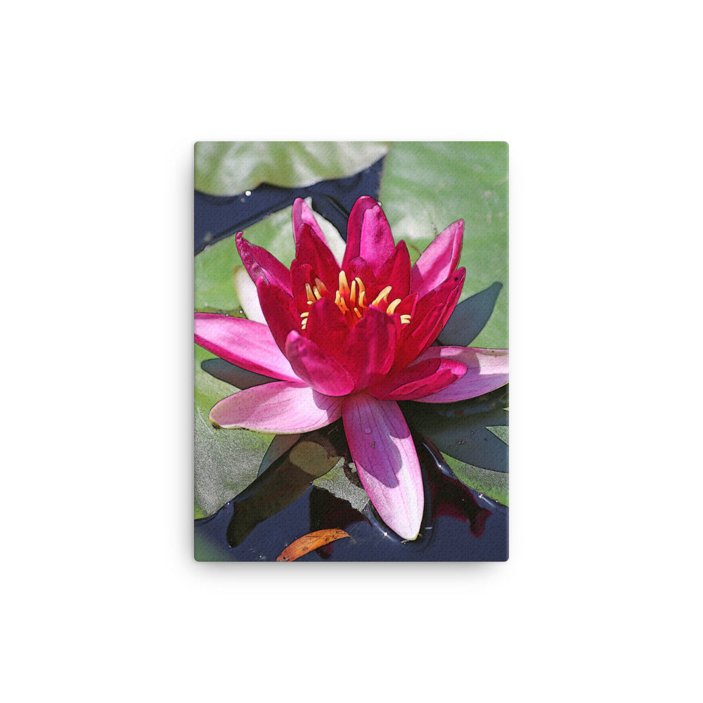 Canvas pink water lily