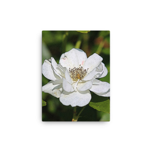 Canvas white rose 1