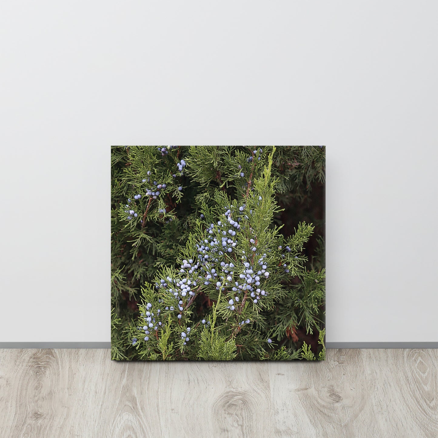 Canvas evergreen blue berries