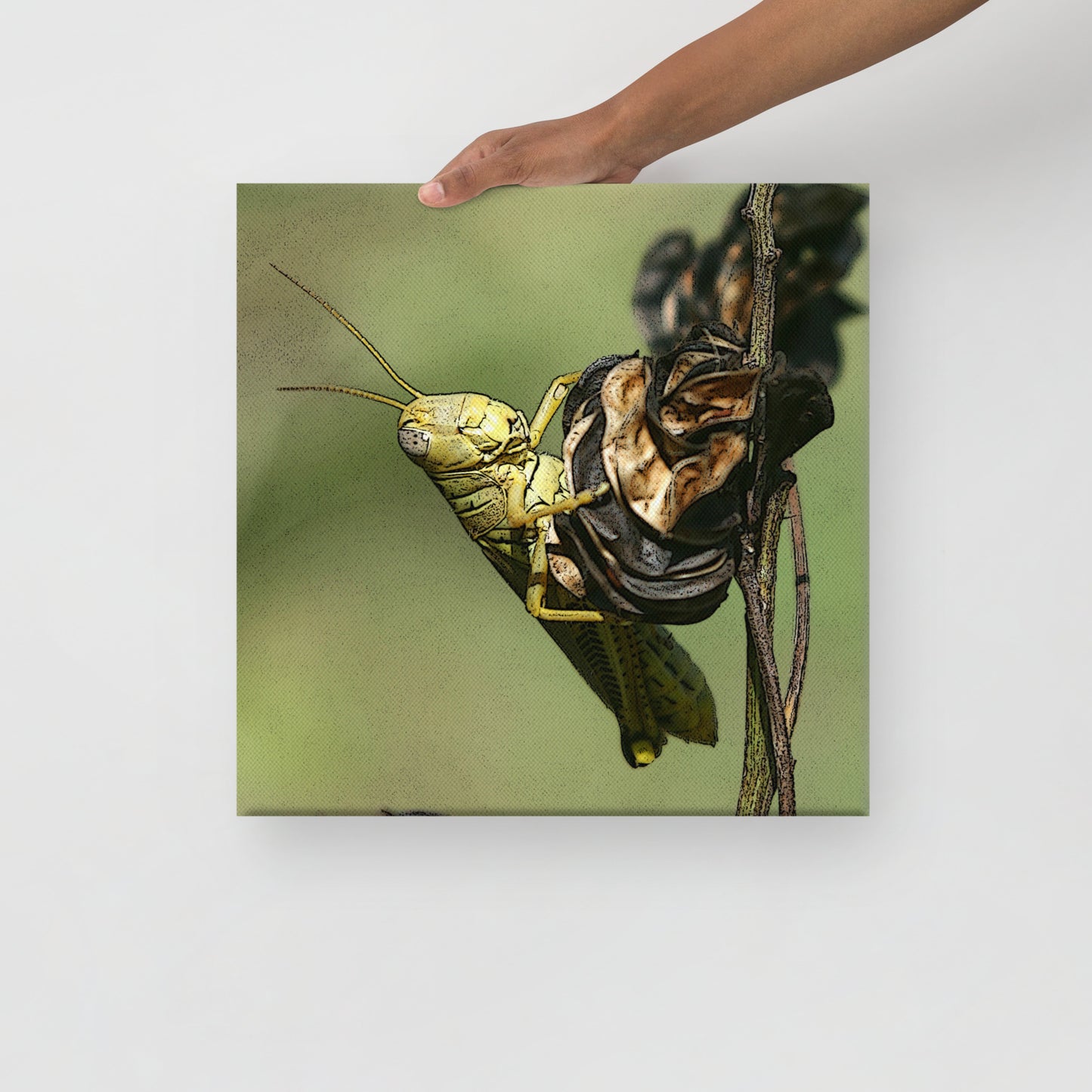 Canvas grasshopper