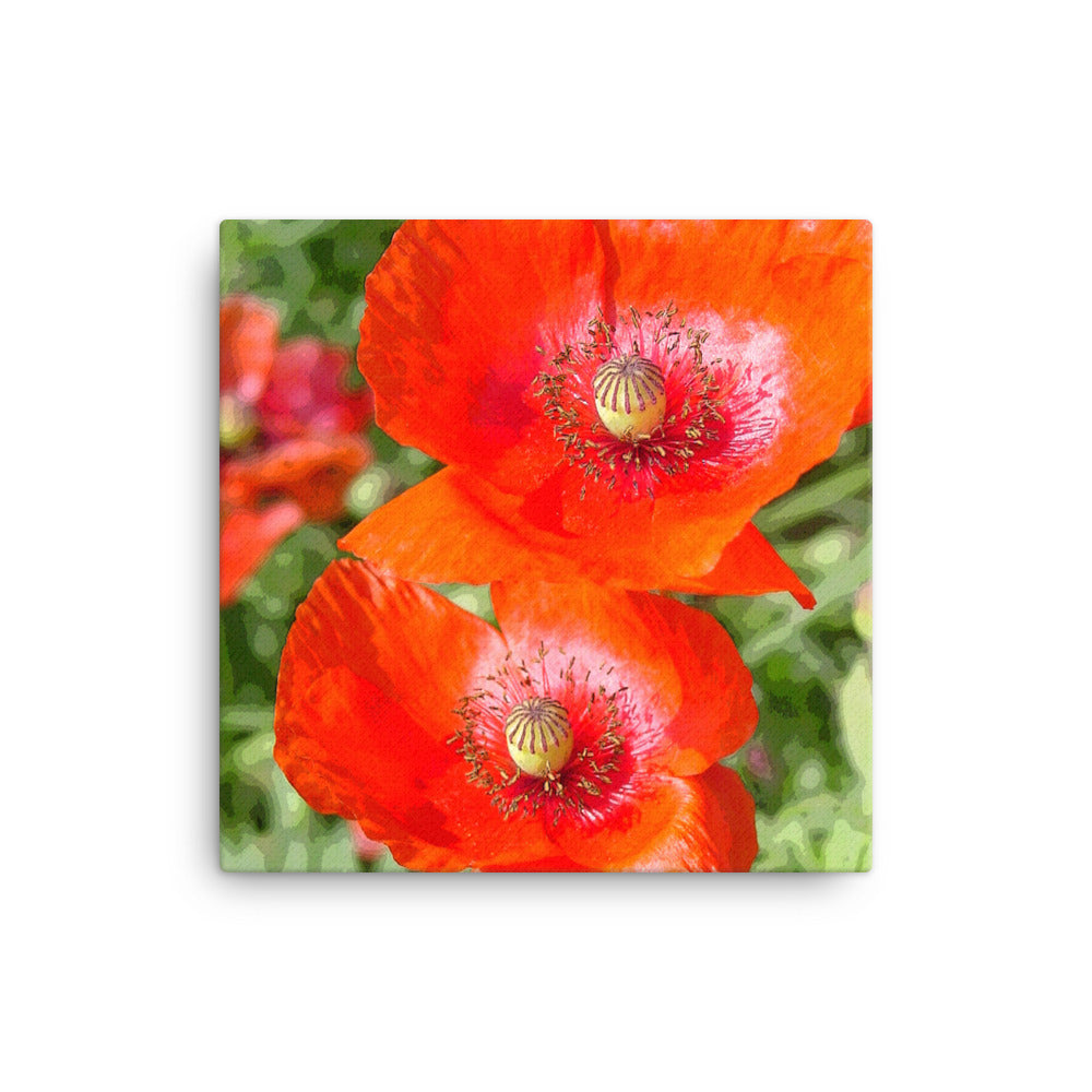 Canvas poppies