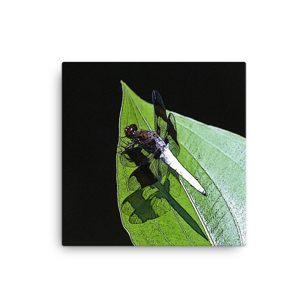 Canvas white abdomen dragonfly