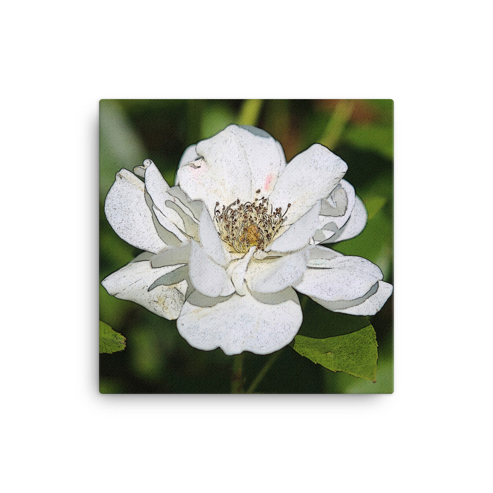 Canvas white rose 1