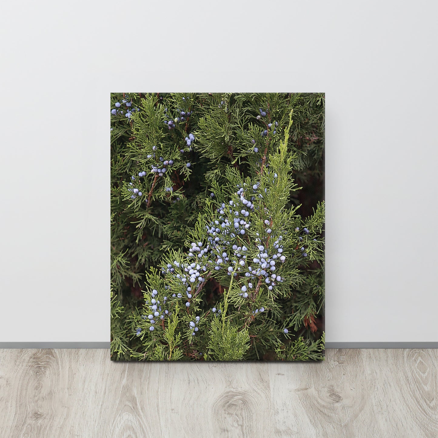 Canvas evergreen blue berries