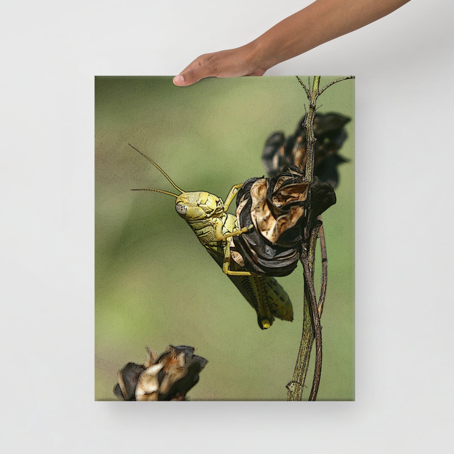 Canvas grasshopper