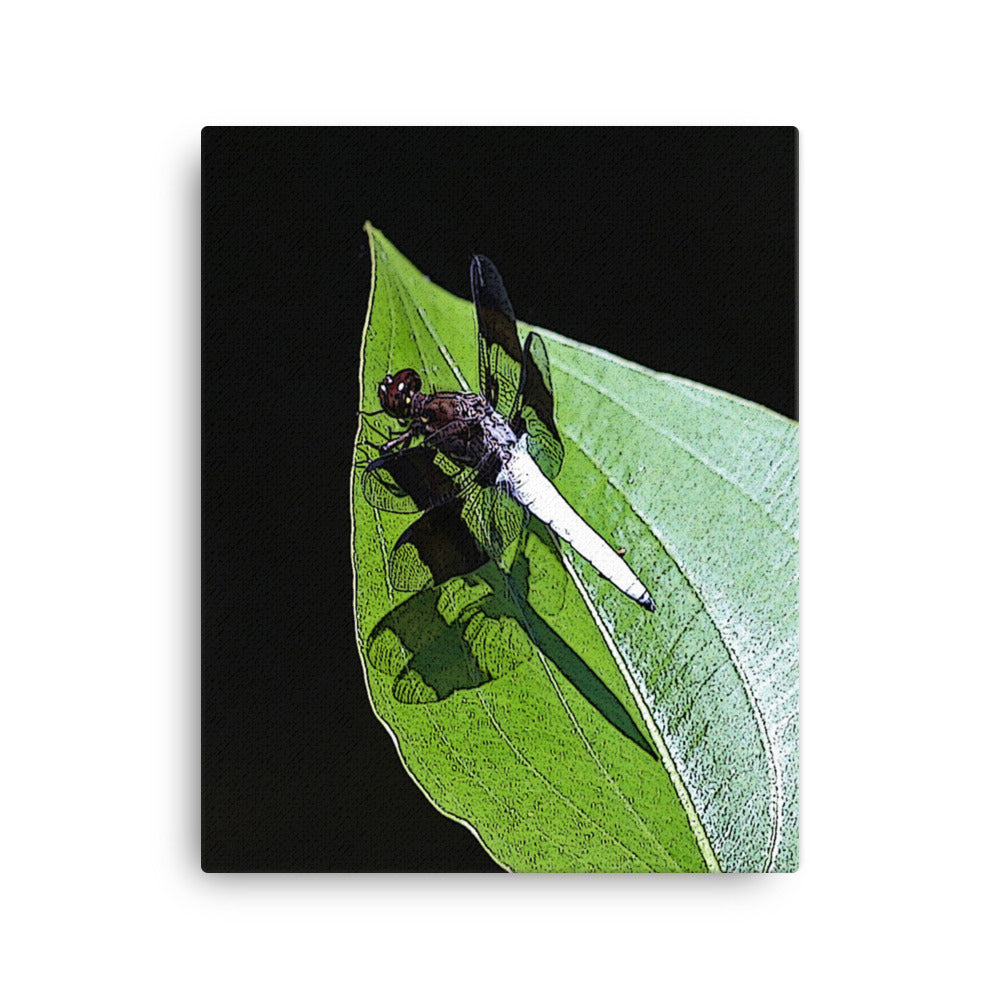 Canvas white abdomen dragonfly