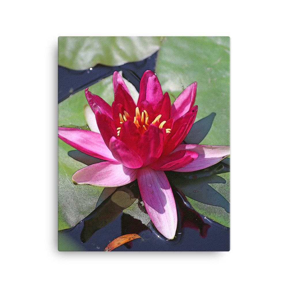 Canvas pink water lily