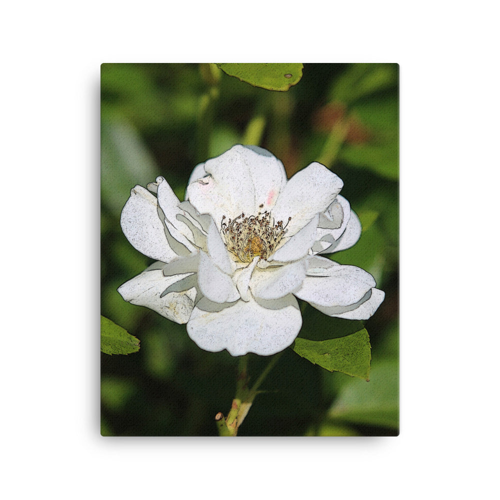 Canvas white rose 1