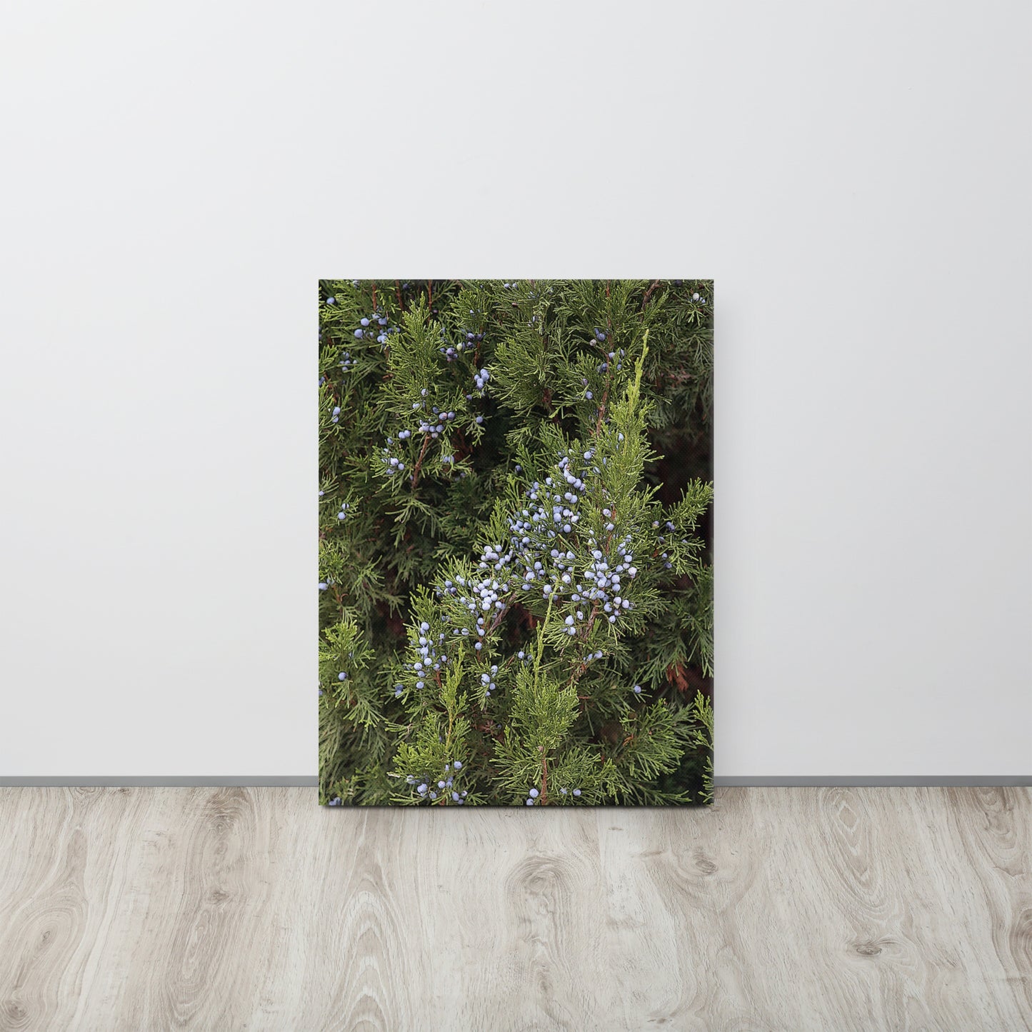 Canvas evergreen blue berries