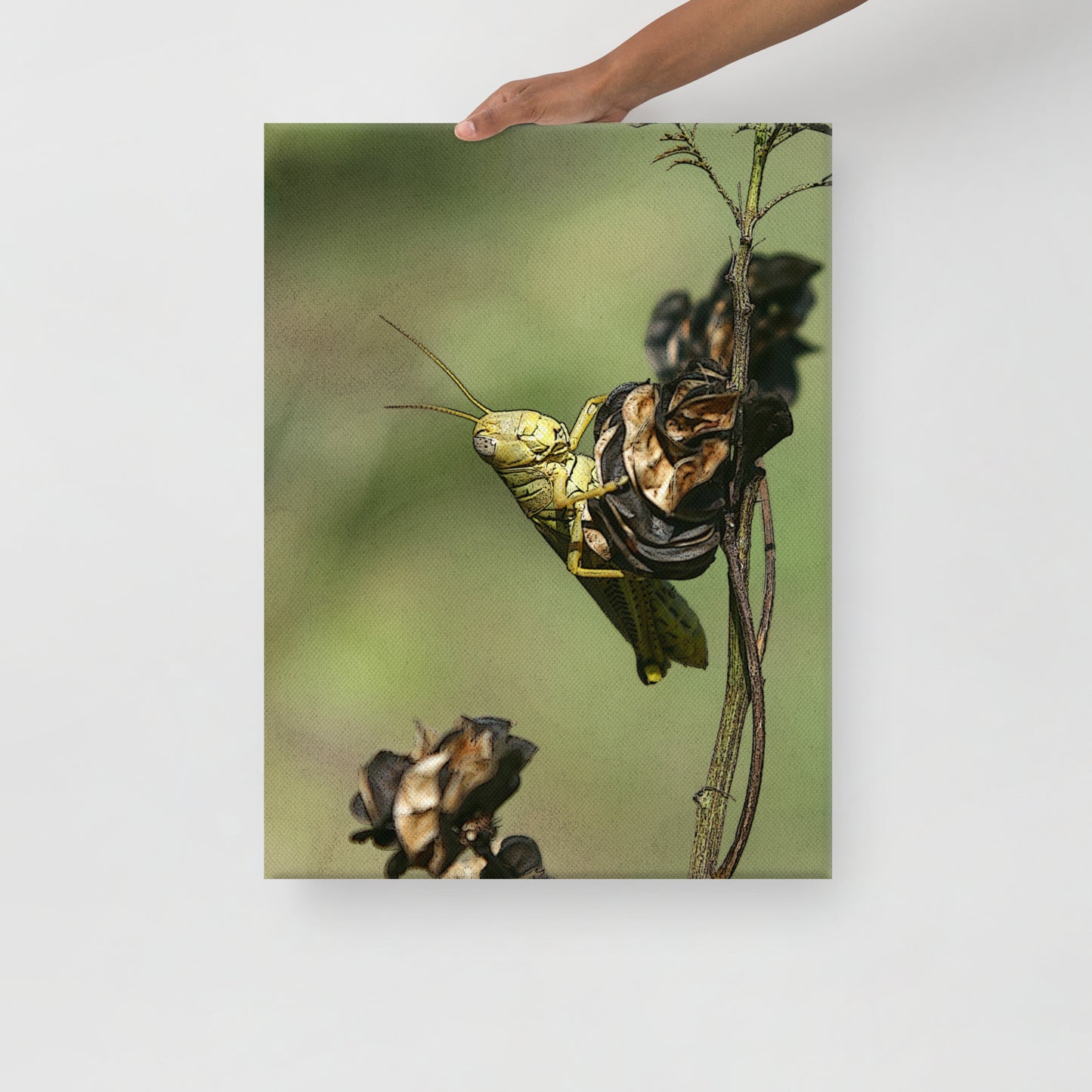 Canvas grasshopper