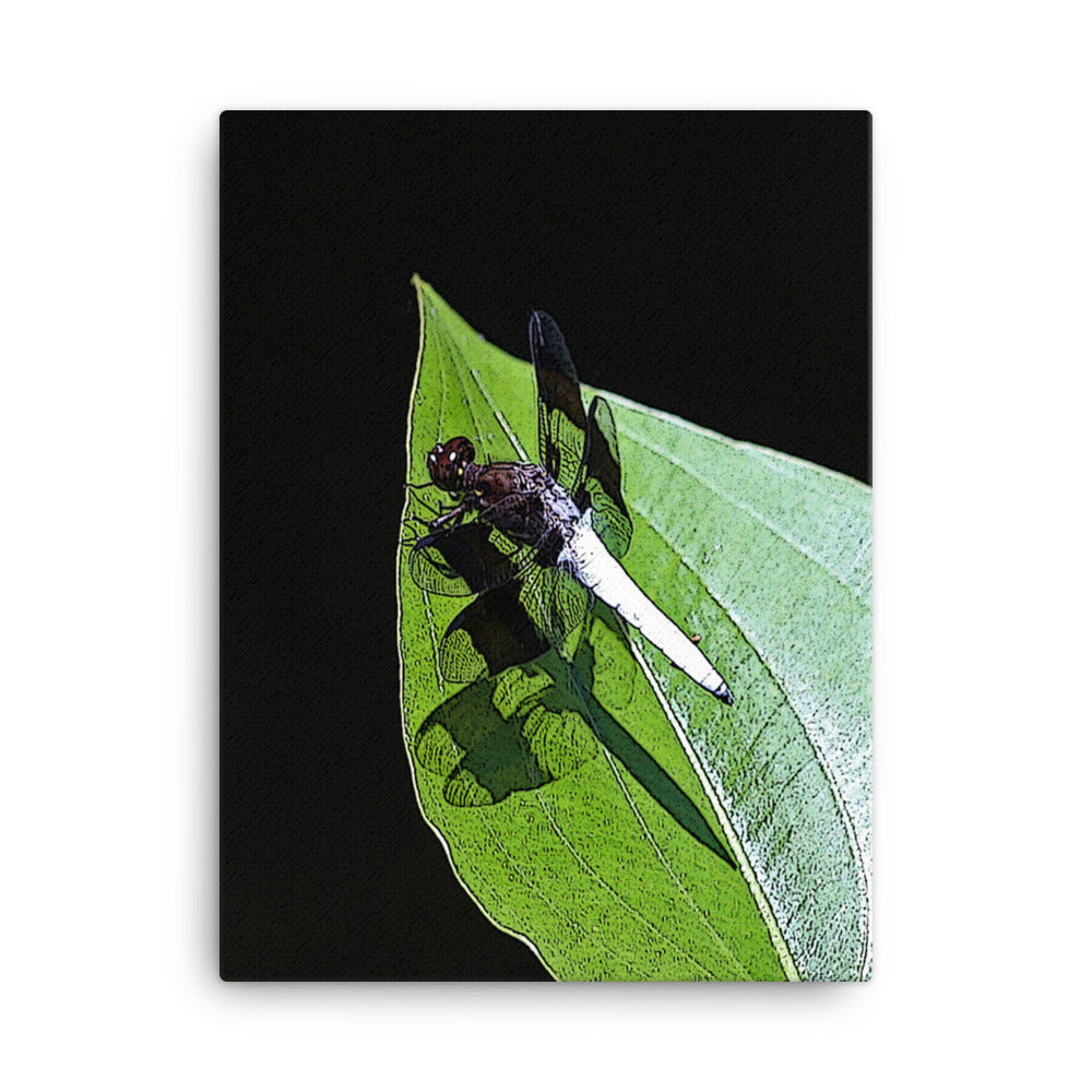 Canvas white abdomen dragonfly