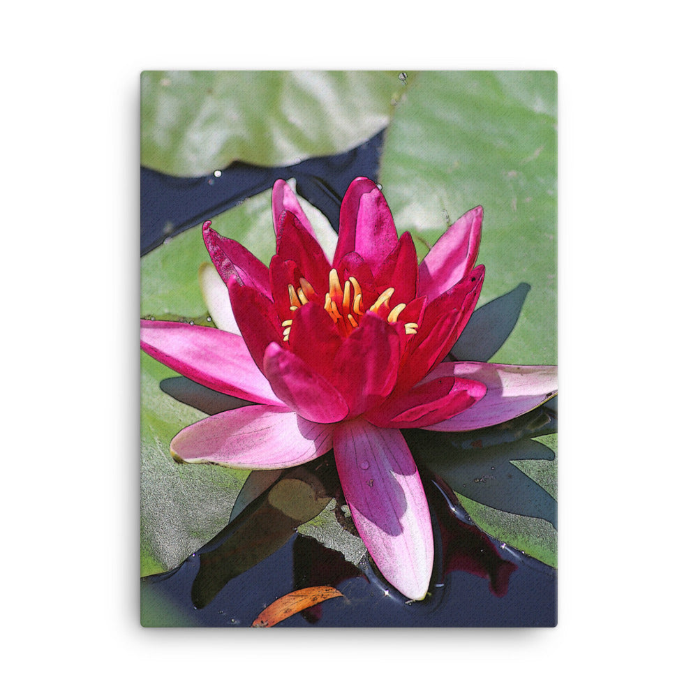 Canvas pink water lily