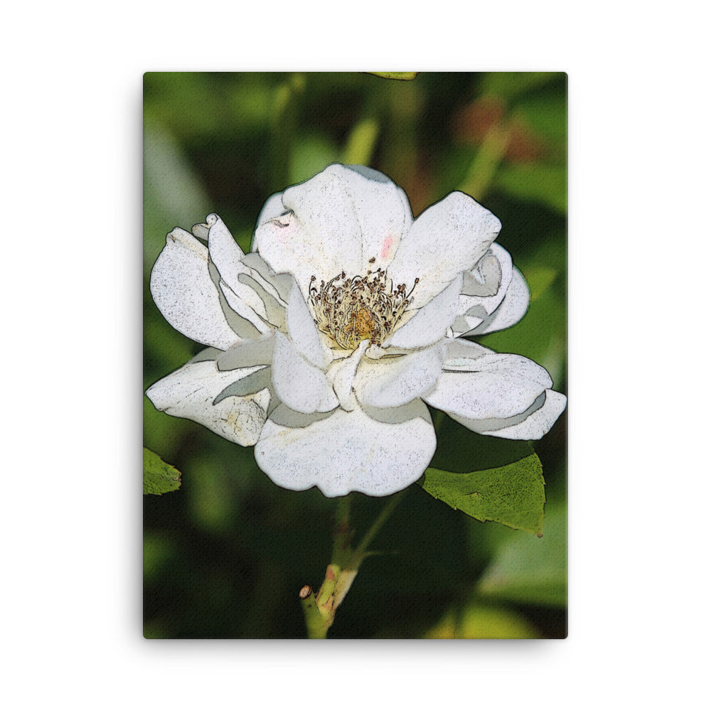 Canvas white rose 1