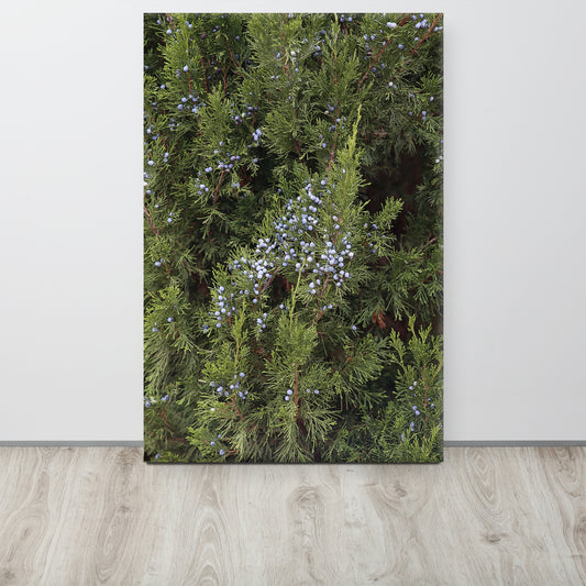 Canvas evergreen blue berries