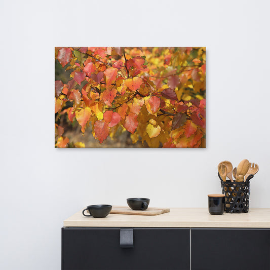 Canvas bradford pear fall 2