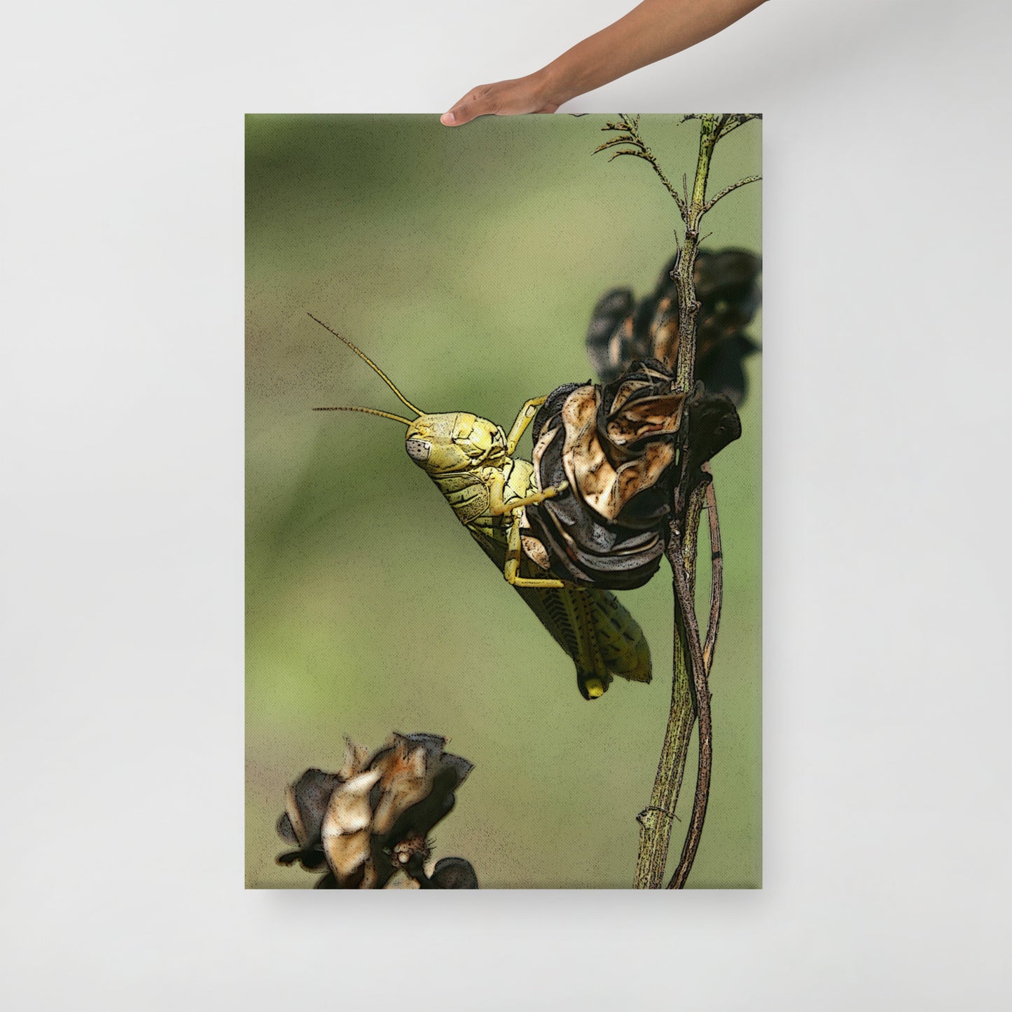 Canvas grasshopper