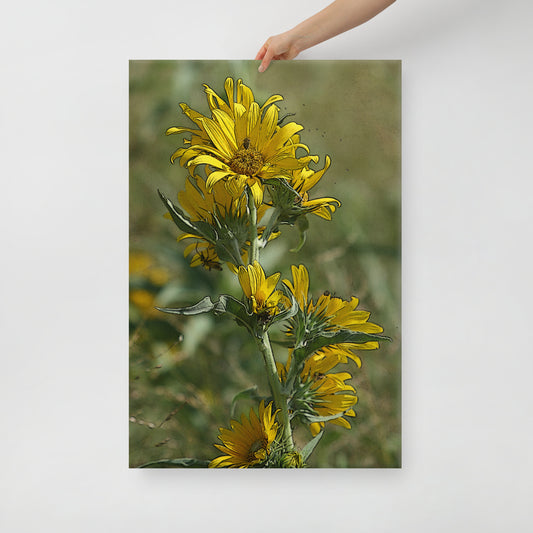 Canvas sunflower