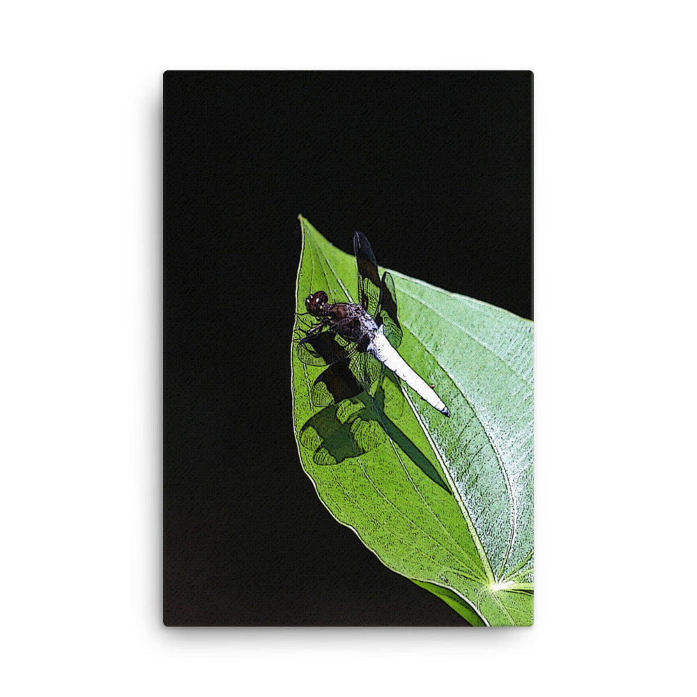 Canvas white abdomen dragonfly