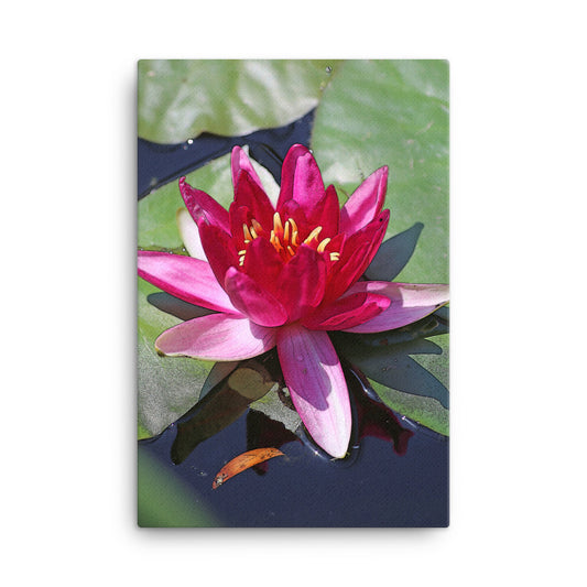 Canvas pink water lily