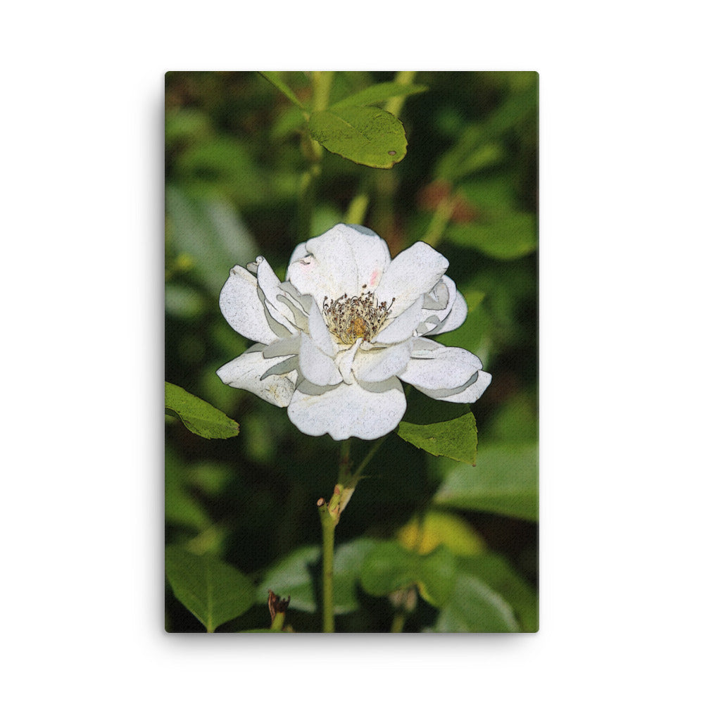 Canvas white rose 1